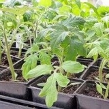 Kada saditi rasad paradajza u sibiru